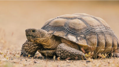 Techno-Tort featured in Bizarre Beasts: Protecting desert tortoises